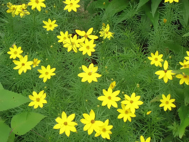 Coreopsis