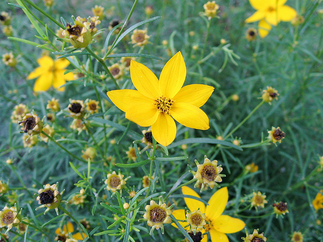 Coreopsis