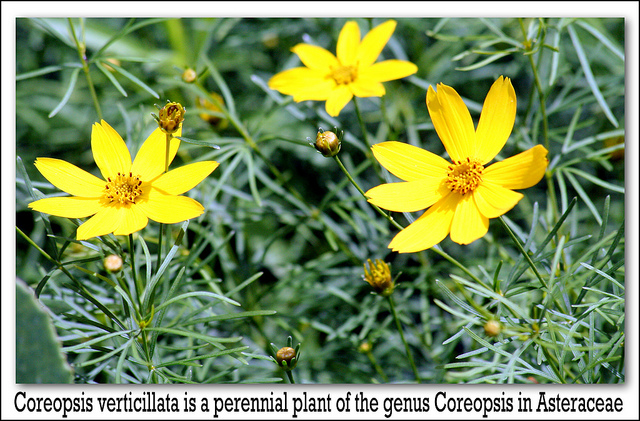 Coreopsis