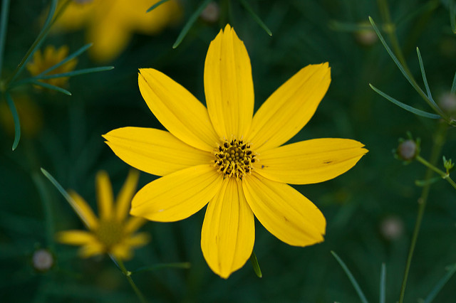 Coreopsis