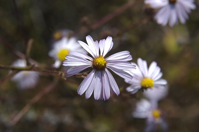 Corethrogyne filaginifolia (Corethrogyne filaginifolia)