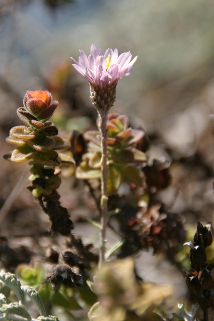 Corethrogyne filaginifolia