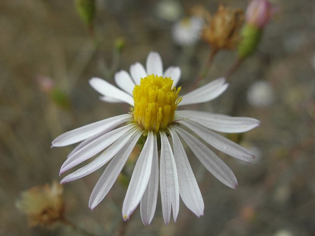 Corethrogyne filaginifolia