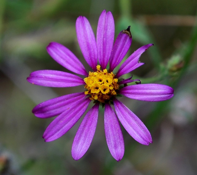 Corethrogyne filaginifolia