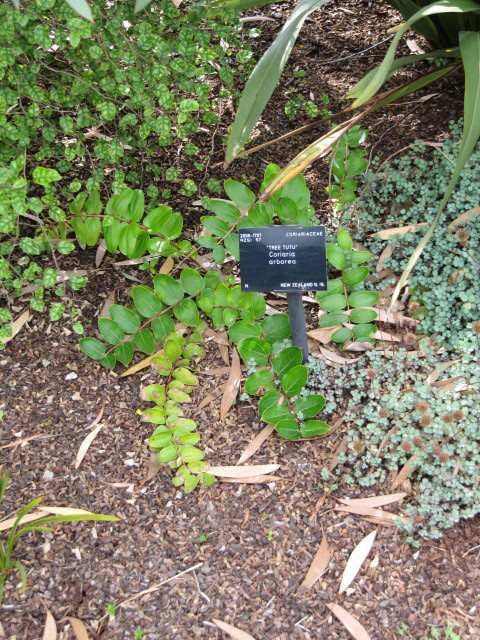 Corroyère (Coriaria myrtifolia)