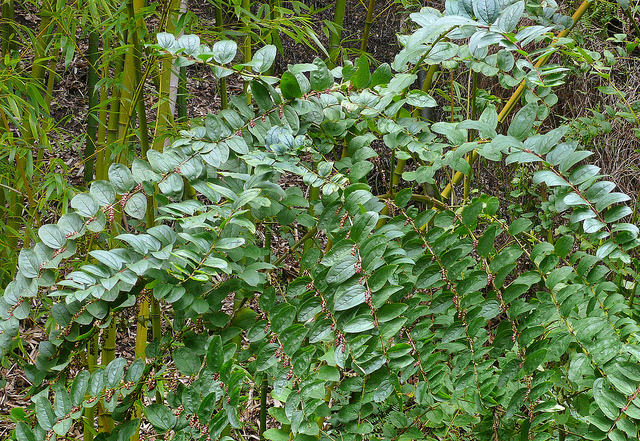 Coriaria terminalis