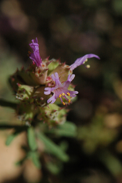 Coris de montpellier (Coris monspeliensis)