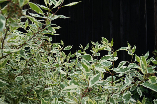 Cornouiller blanc (Cornus alba)