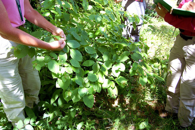 Cornouiller à feuilles alternes (Cornus alternifolia)