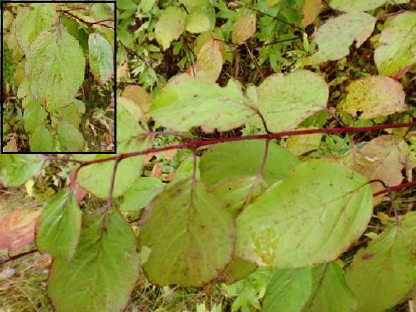 Cornouiller odorant (Cornus amomum)