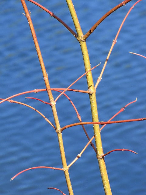 Cornus bretschneideri (Cornus bretschneideri)