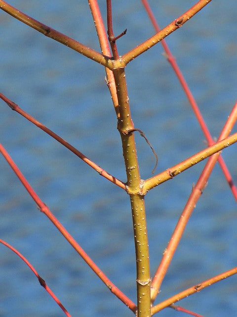 Cornus bretschneideri