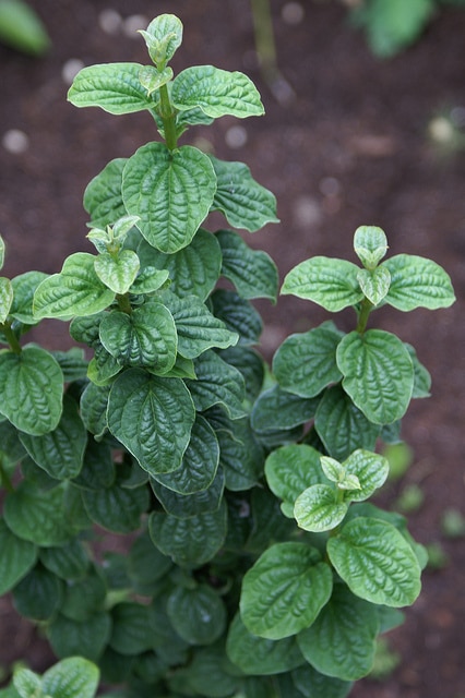 Cornus bretschneideri