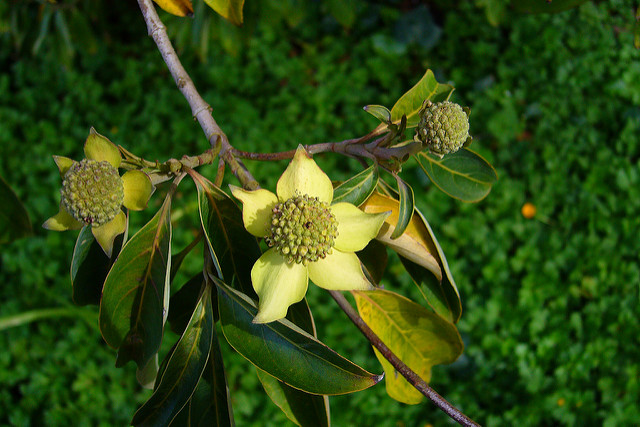 Cornus capitata