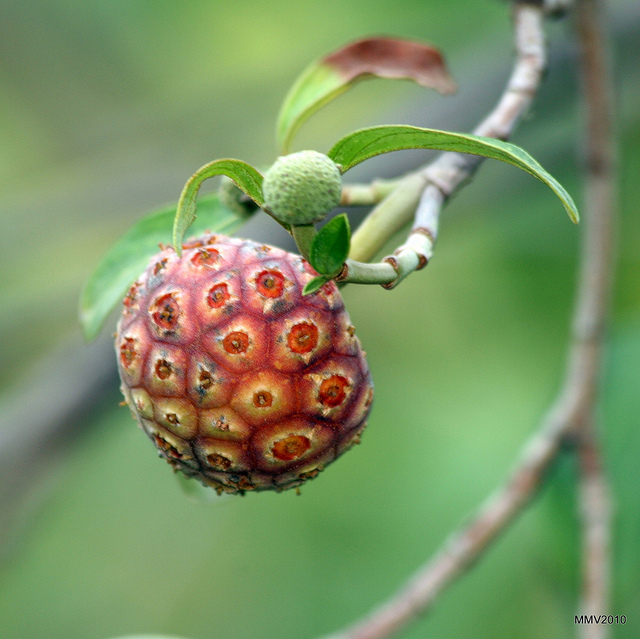 Cornus capitata