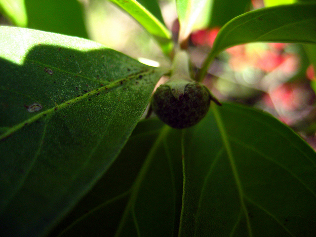 Cornus capitata