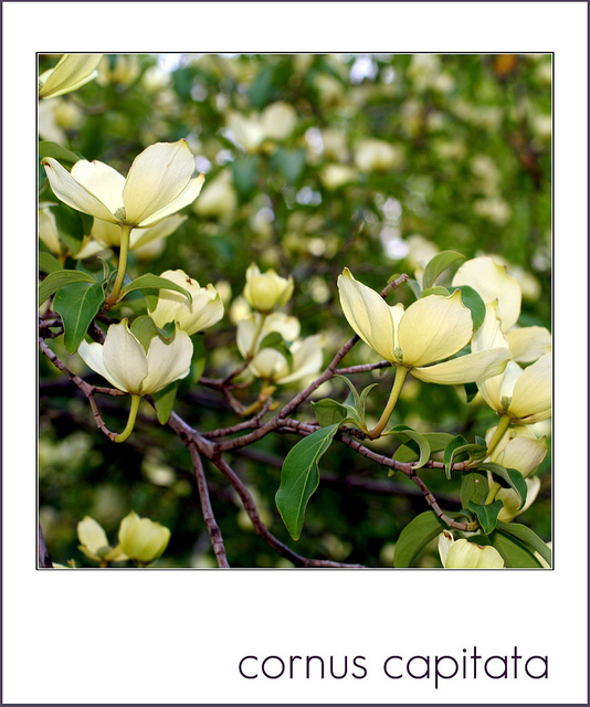 Cornus capitata
