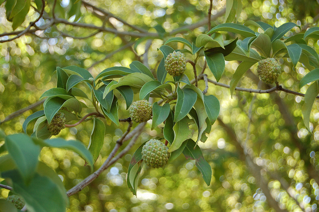 Cornus capitata