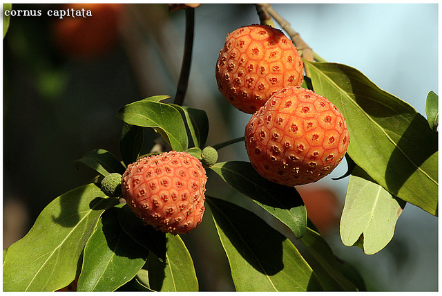 Cornus capitata