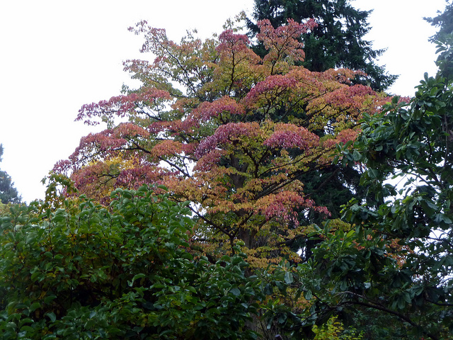 Cornouiller discuté (Cornus controversa)