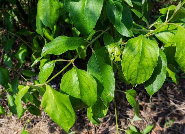 Cornus drummondii