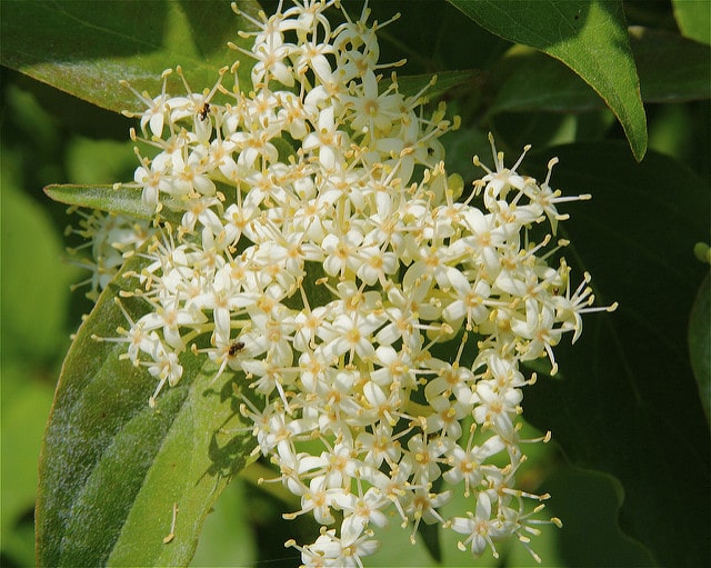 Cornus drummondii