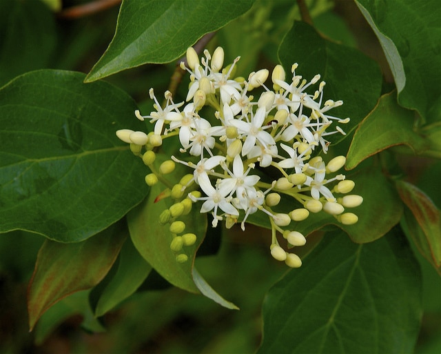 Cornus drummondii