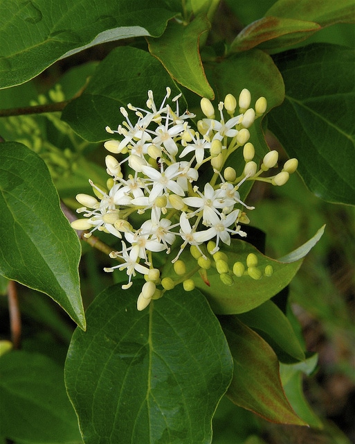 Cornus drummondii