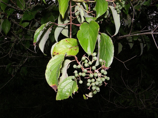 Cornus drummondii (Cornus drummondii)