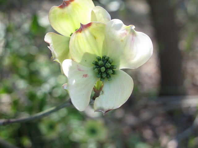 Bois-de-chien (Cornus florida)