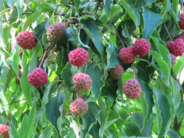 Cornouiller du japon