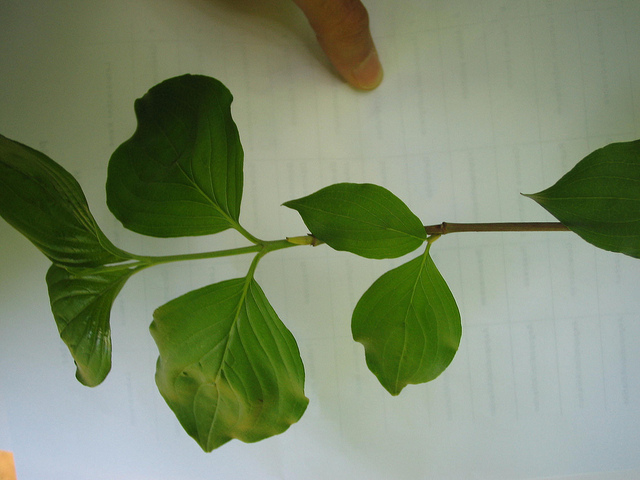 Cornouiller mâle (Cornus mas)