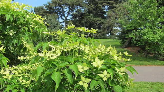Cornus pumila (Cornus pumila)