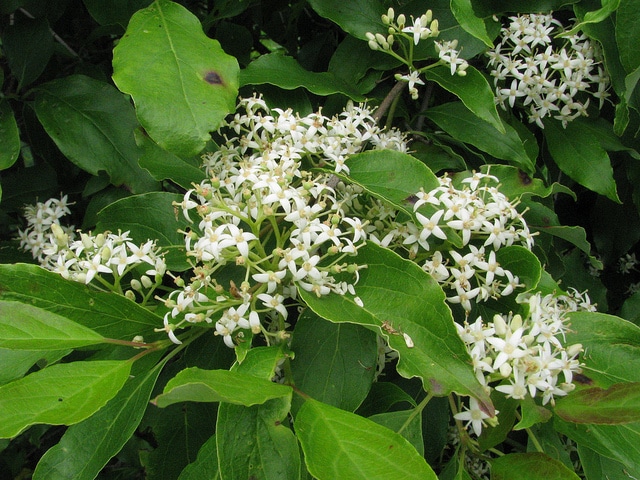 Cornouiller à grappes (Cornus racemosa)