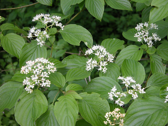 Cornus rugosa