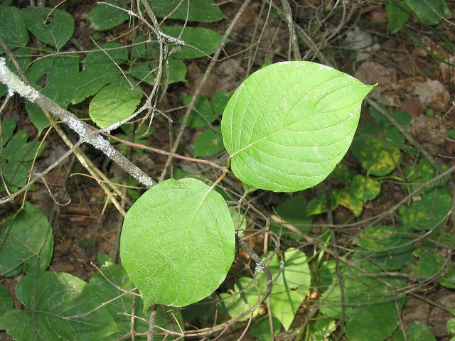 Cornus rugosa
