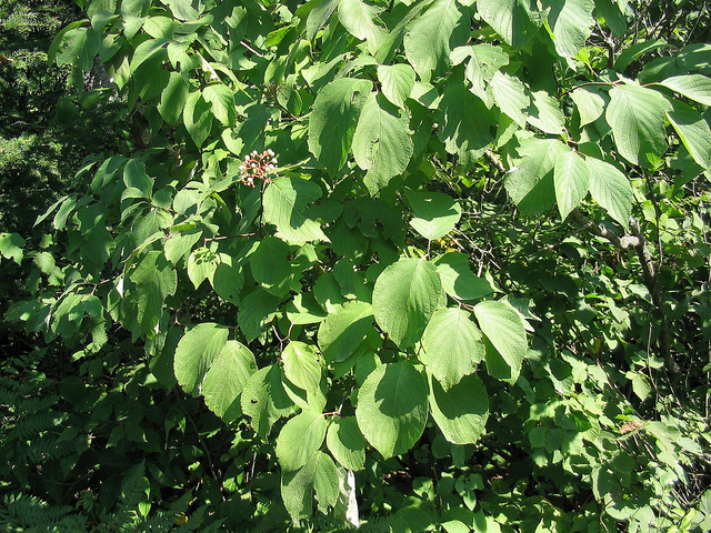 Cornus rugosa