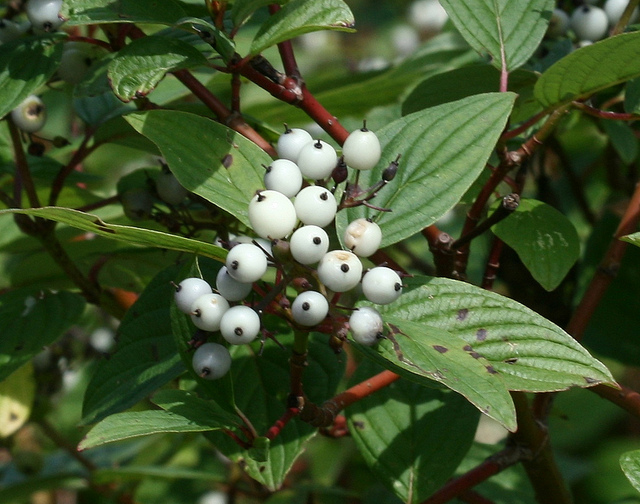 Cornouiller soyeux (Cornus sericea)