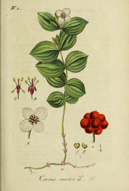 Cornouiller de suède (Cornus suecica)