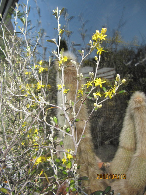 Corokie cotoneaster (Corokia cotoneaster)