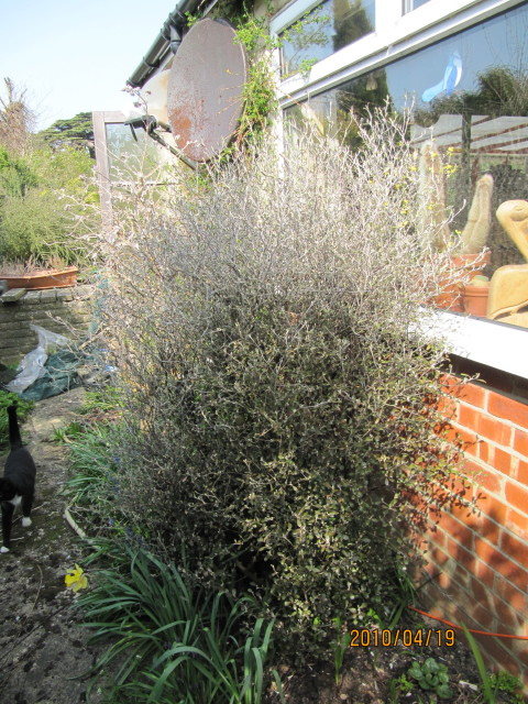 Corokie cotoneaster