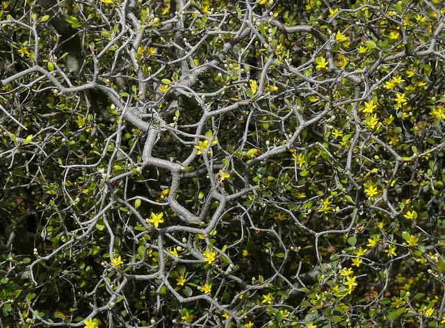 Corokie cotoneaster