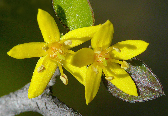 Corokie cotoneaster