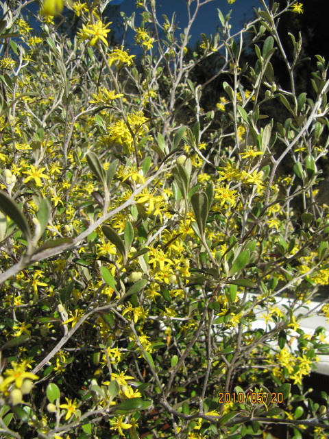 Corokie cotoneaster