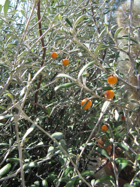 Corokie cotoneaster