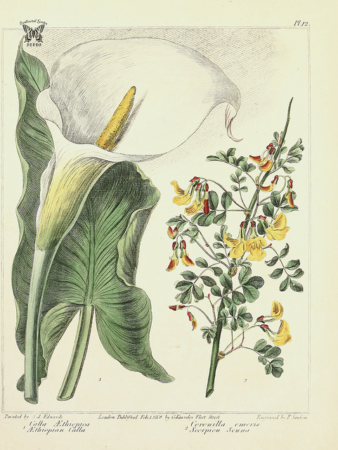Coronille des jardins