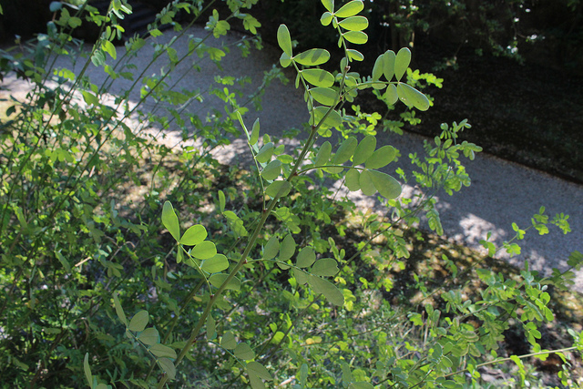 Coronille des jardins (Coronilla emerus)