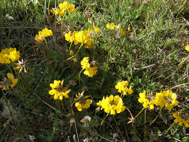 Coronille à allure de jonc (Coronilla juncea)