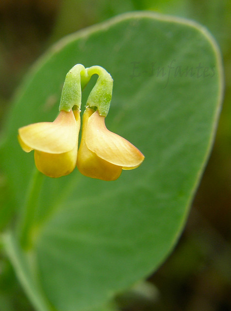 Coronille queue-de-scorpion (Coronilla scorpioides)