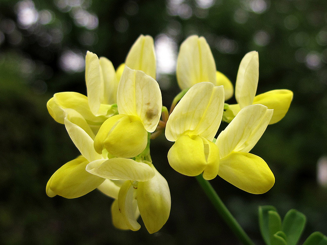 Coronille de valence (Coronilla valentina)